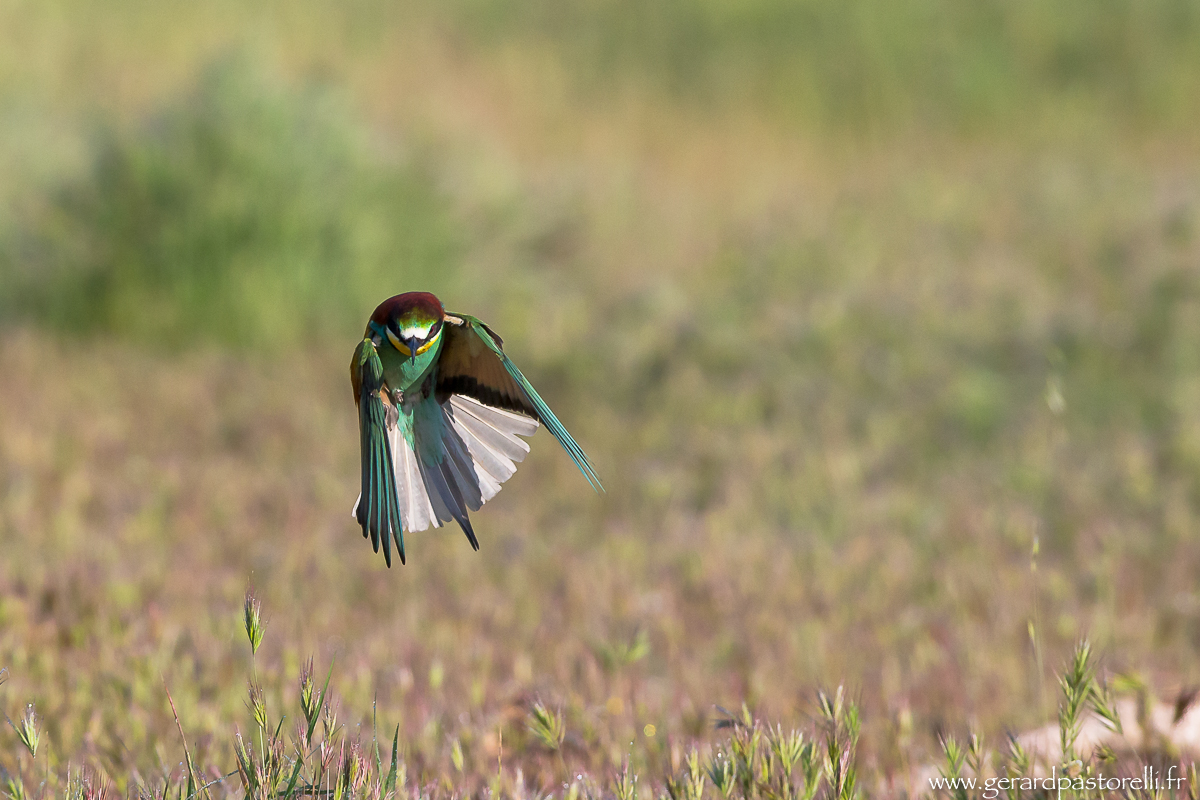 Bee eater 35